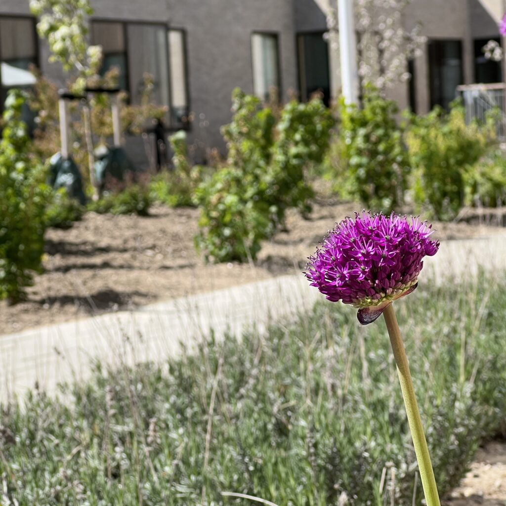 Altiden Fribo Holte udendøre sti blomst